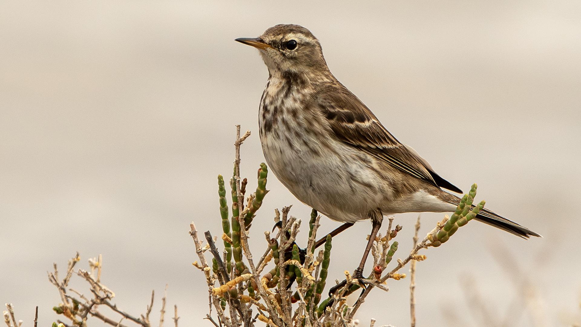 Water Pipit